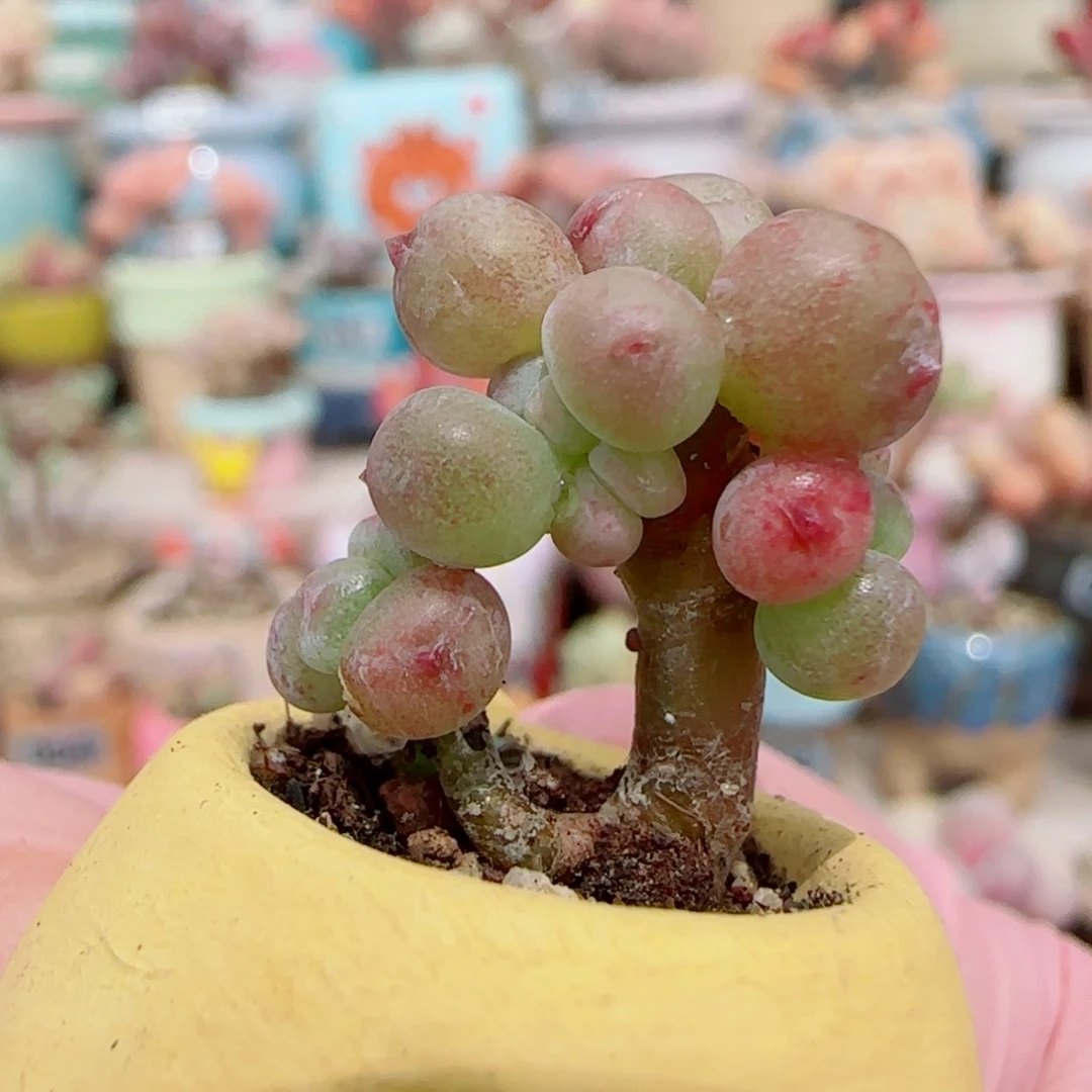 好**生彩虹奶 超透体 盆口2cm