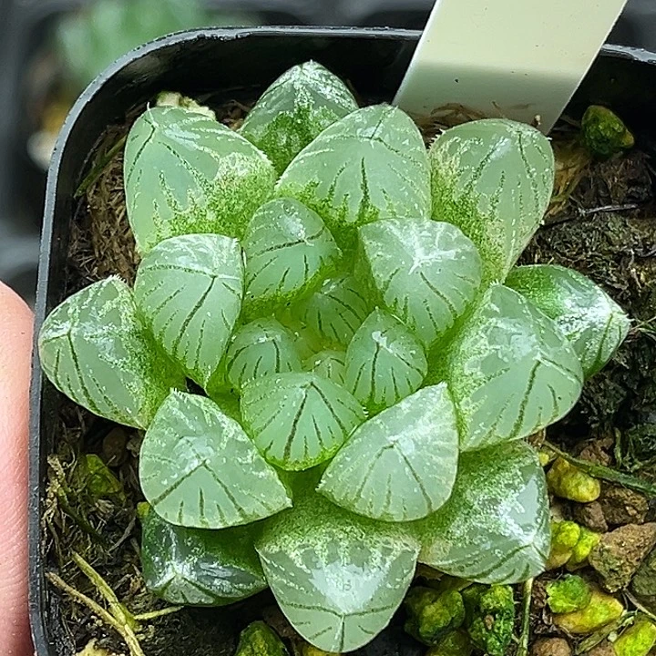 50变异雨斑霓虹灯玉露锦