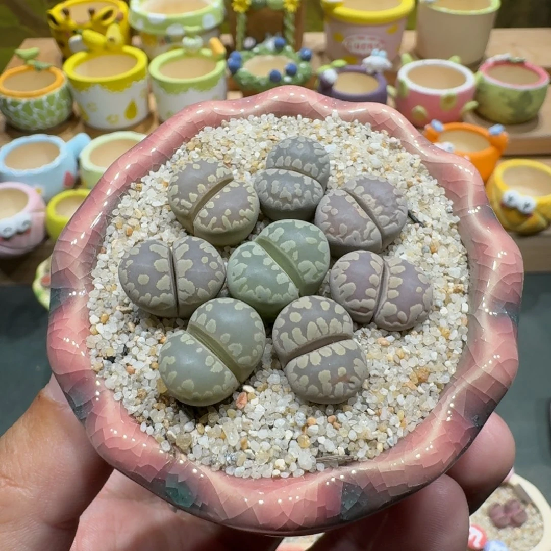 蘑菇1105大牙彩拼多肉植物
