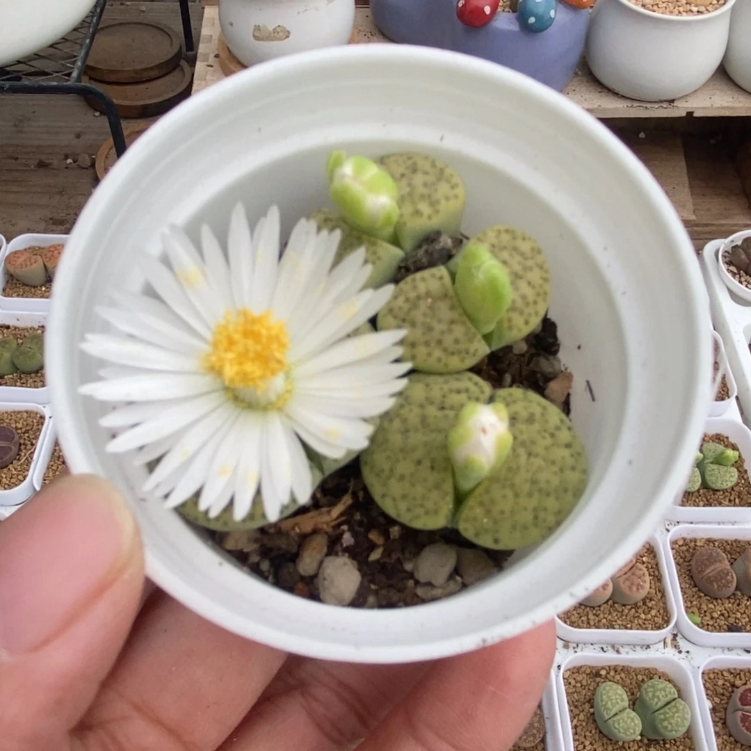 4515 黄绿维文带盆土