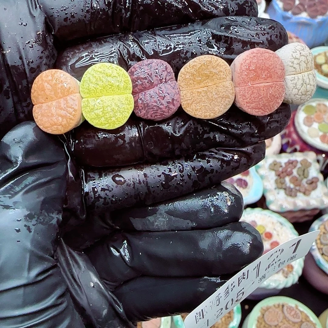 生石花满18包邮1205-121