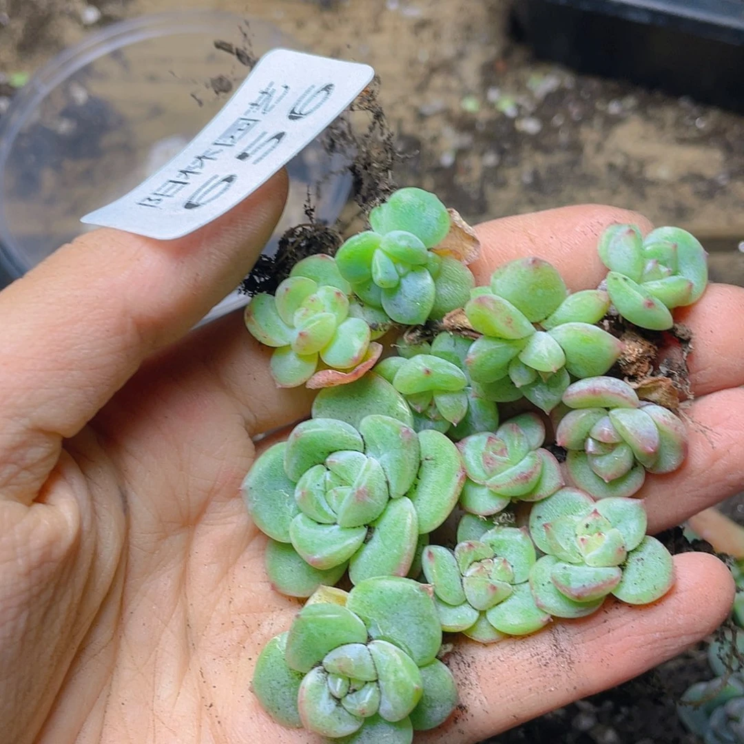 多肉植物多肉植物656