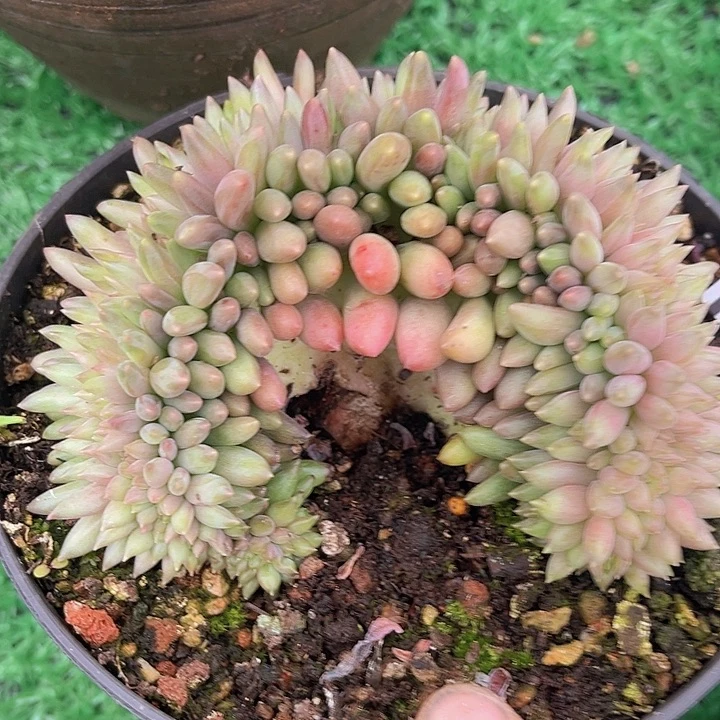 流沙体虞美人缀满1580多肉植物