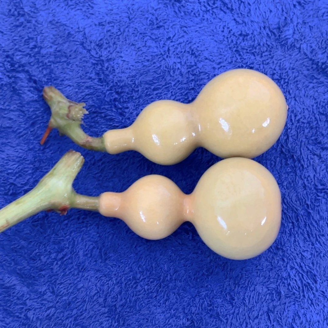 长***羊天津嘴儿葫芦葫芦
