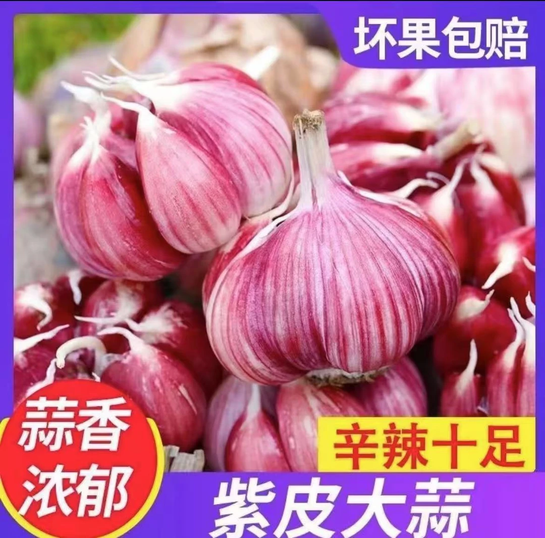 新鲜紫皮多掰大蒜现挖分瓣多汁大蒜头可做腊八蒜糖醋蒜