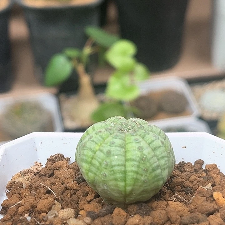 美纹欧布杂交实生布纹球