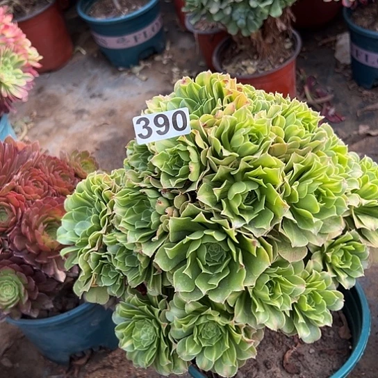 幸**家多肉植物一个