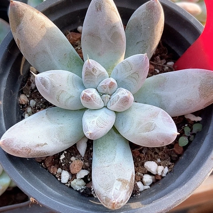 多肉植物原始杜841多肉