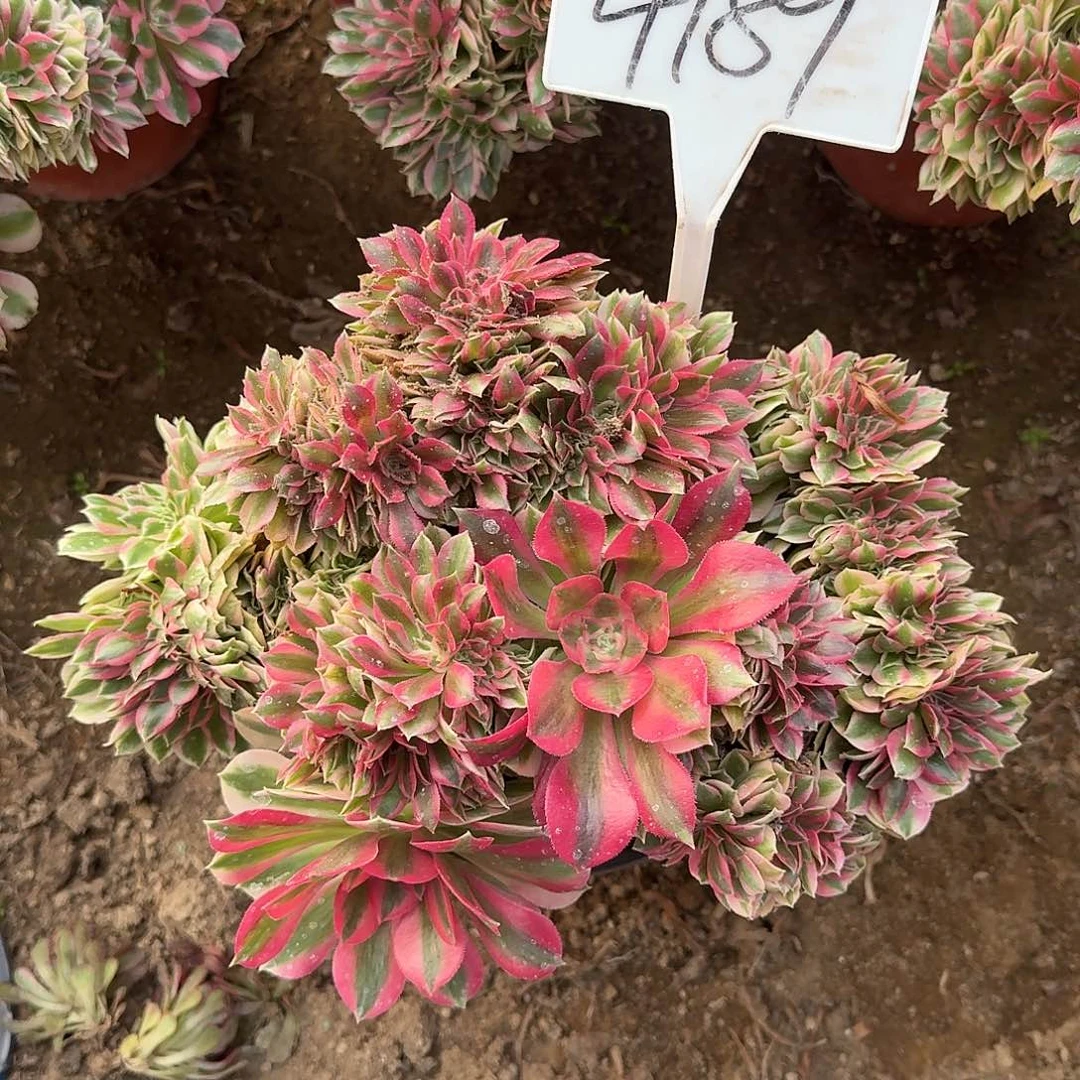 4189女巫缀多肉法师多肉