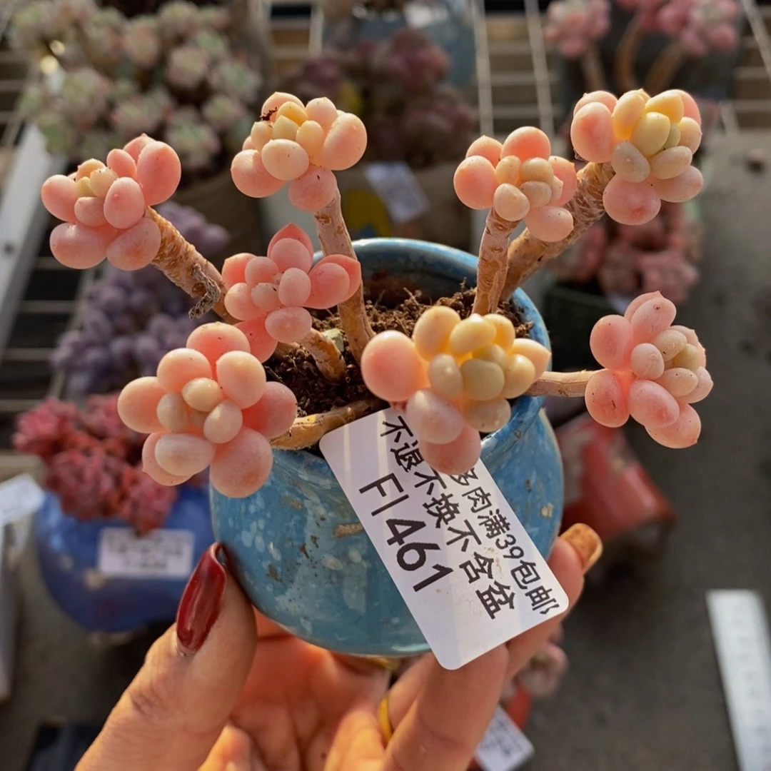 鱼子酱461/8cm福利