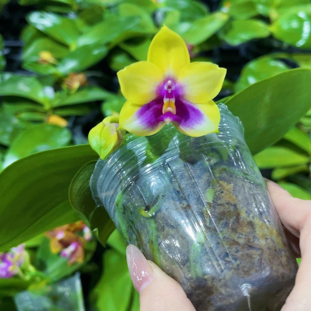 完全开放蝴蝶兰原生种