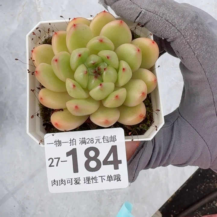 莱拉多肉无盆土无盆