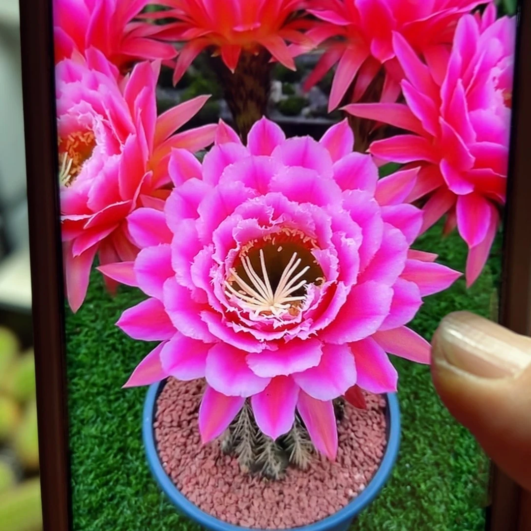 下3毛仙女歪无根侧芽5公分左右20包邮