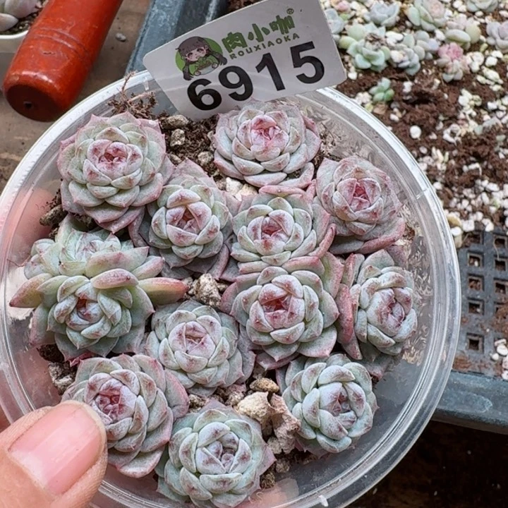 多肉植物多肉植物