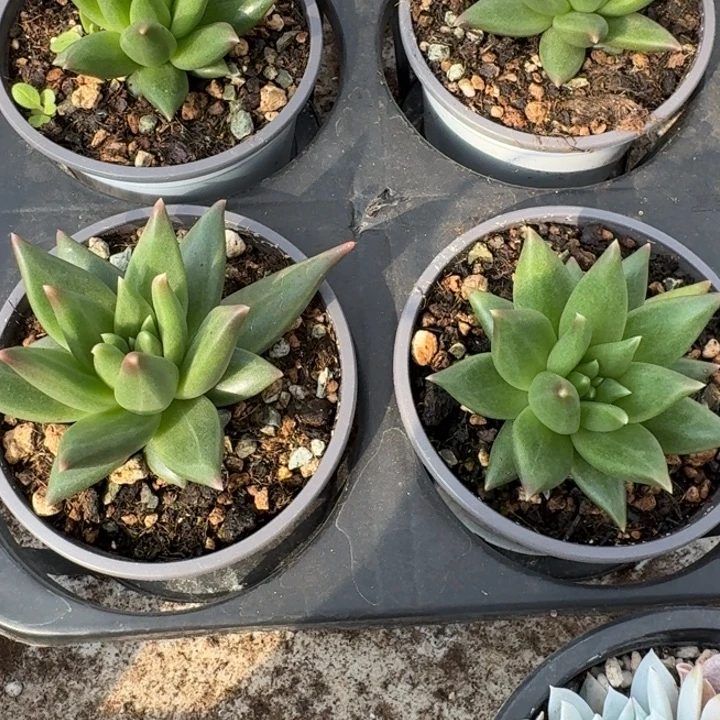 单头布丁新号福利价