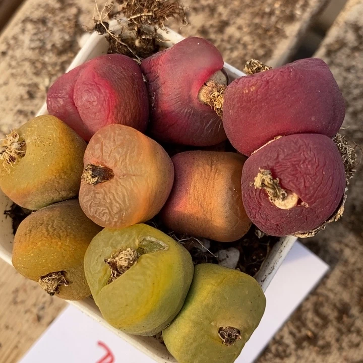 664双头蟠桃一组