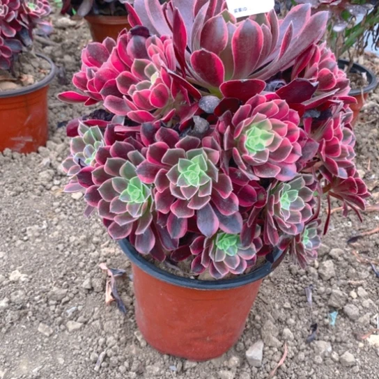 无花朵171多肉植物金丝雀