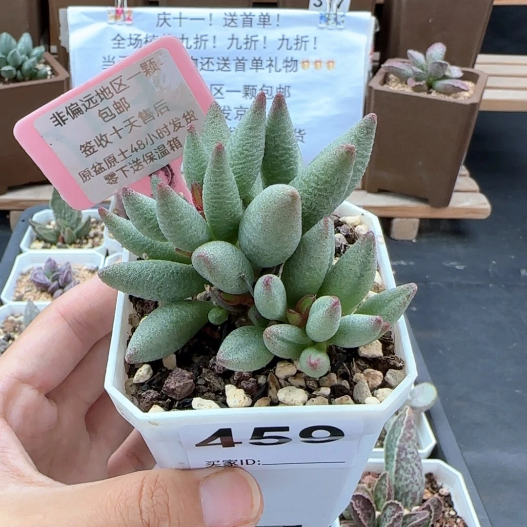 459大红嘴多肉植物