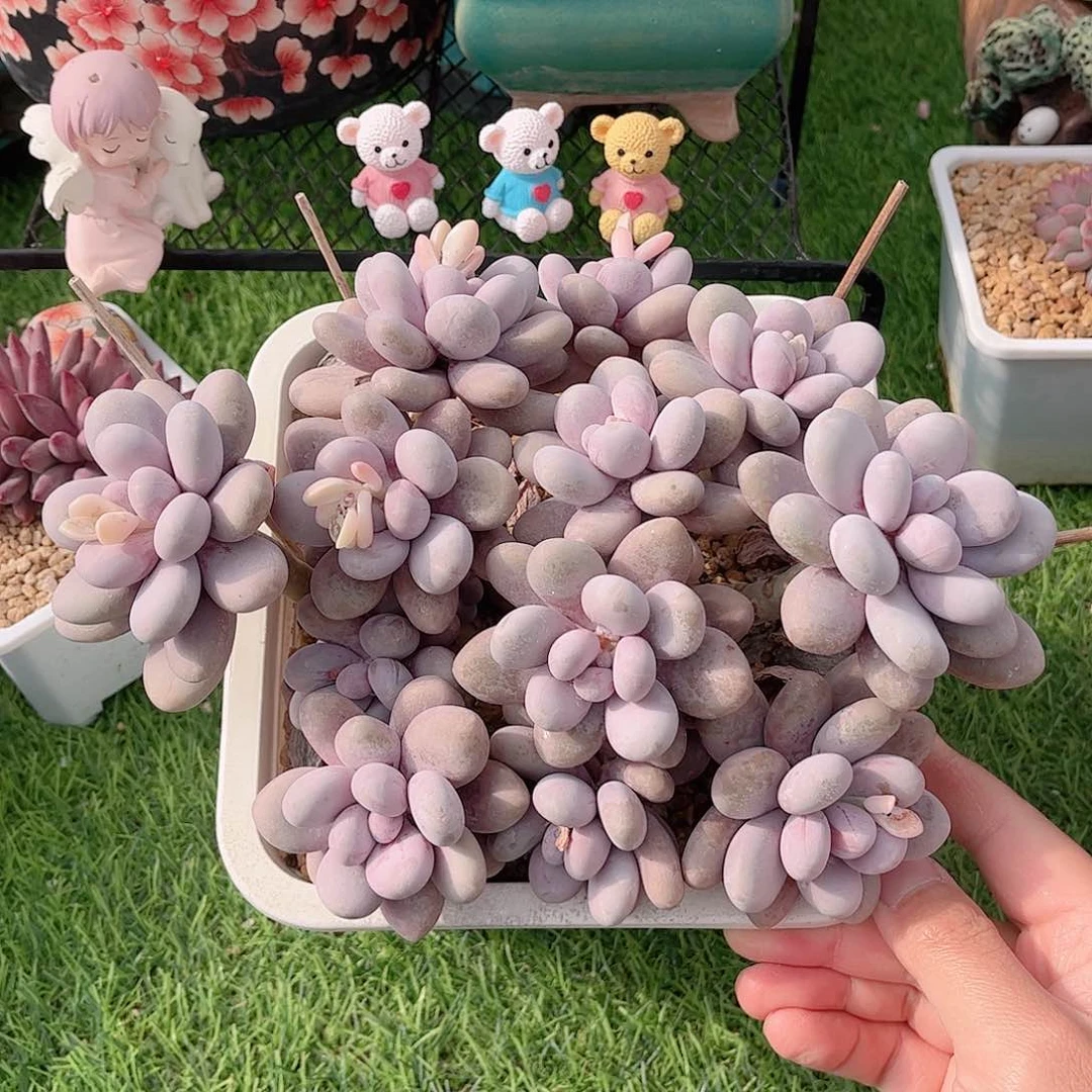 奶酪水光针精品多肉