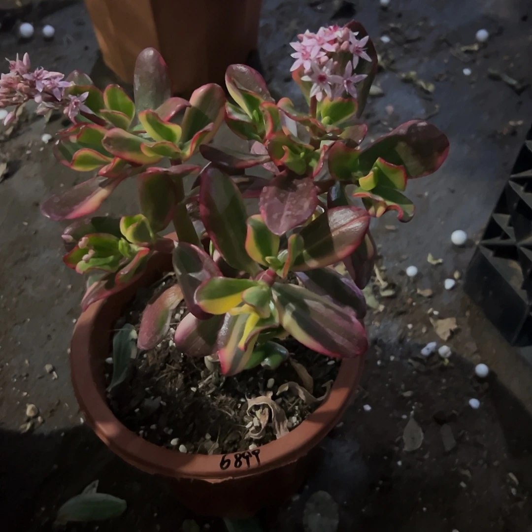 朱***馆稀有三色变异锦带土球6899