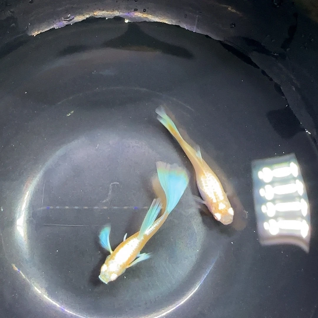 孔雀鱼蓝白飞船一对