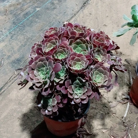 欧紫多肉植物法师13号