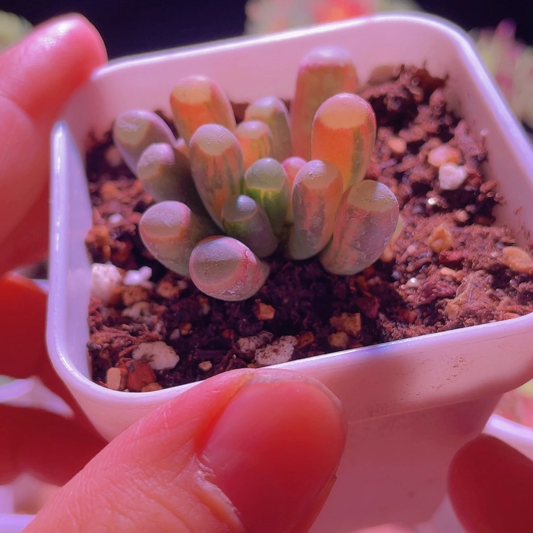 五十玲玉锦放漏价