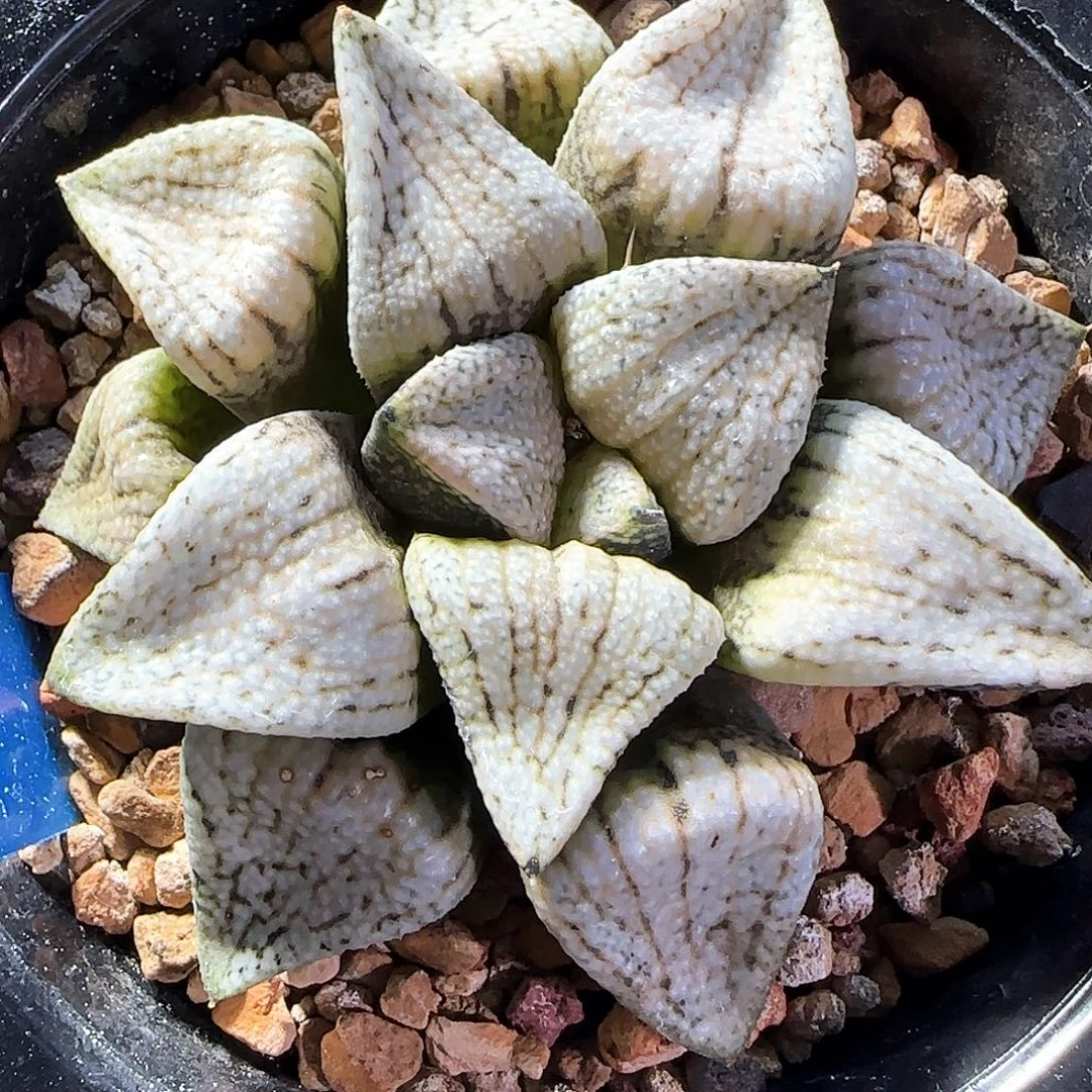 59号大久保白釉实生选拔一物一拍带盆土
