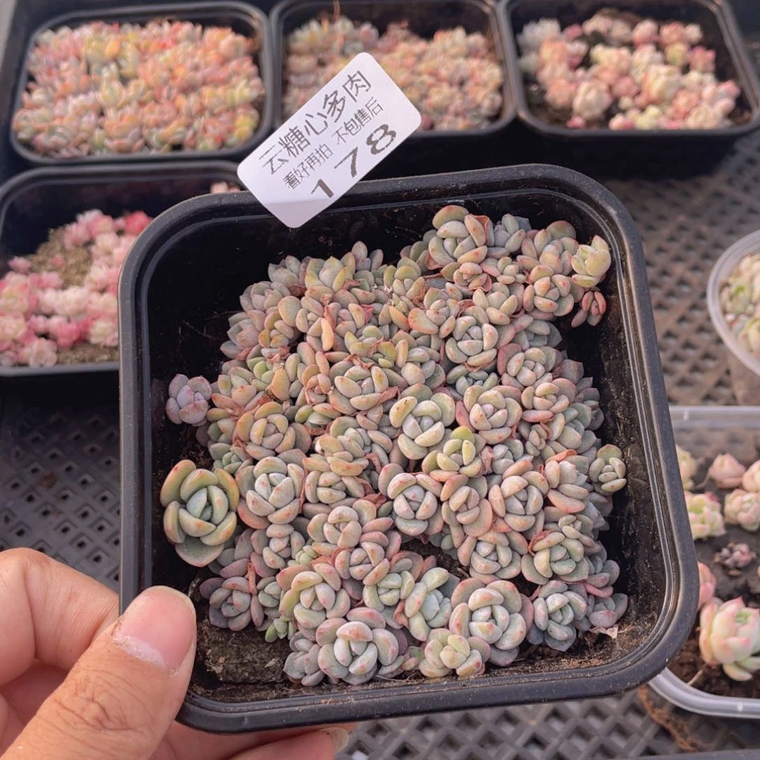 云糖心多肉植物178