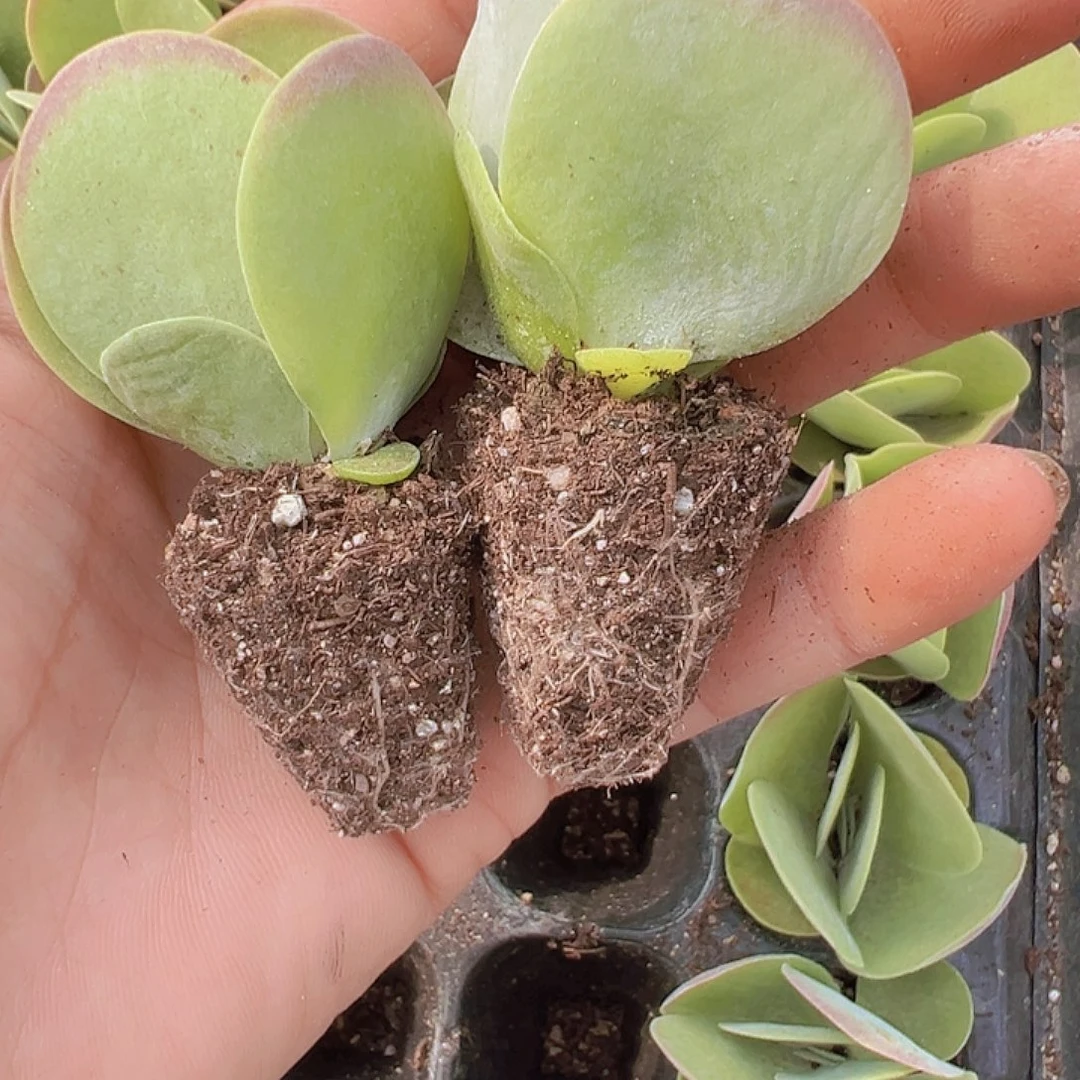 穴盘唐寅3颗19包邮