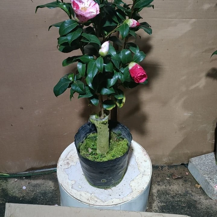 270哈利斯顿，原盆原土发货，不包邮