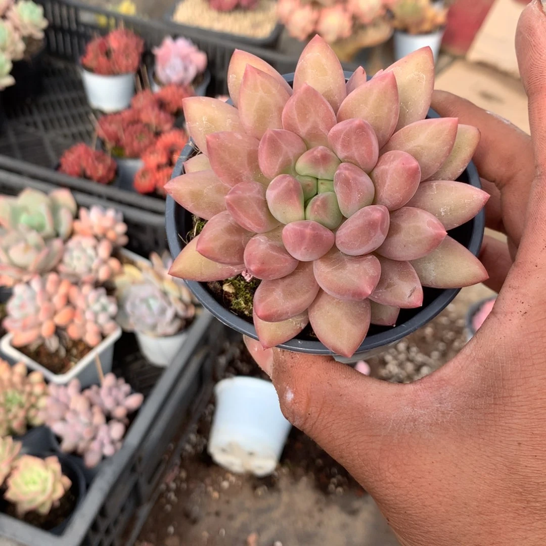 人工关节治疗和各种风湿