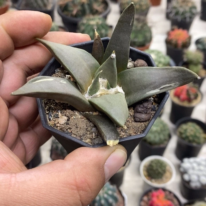 大号岩牡丹特价福利