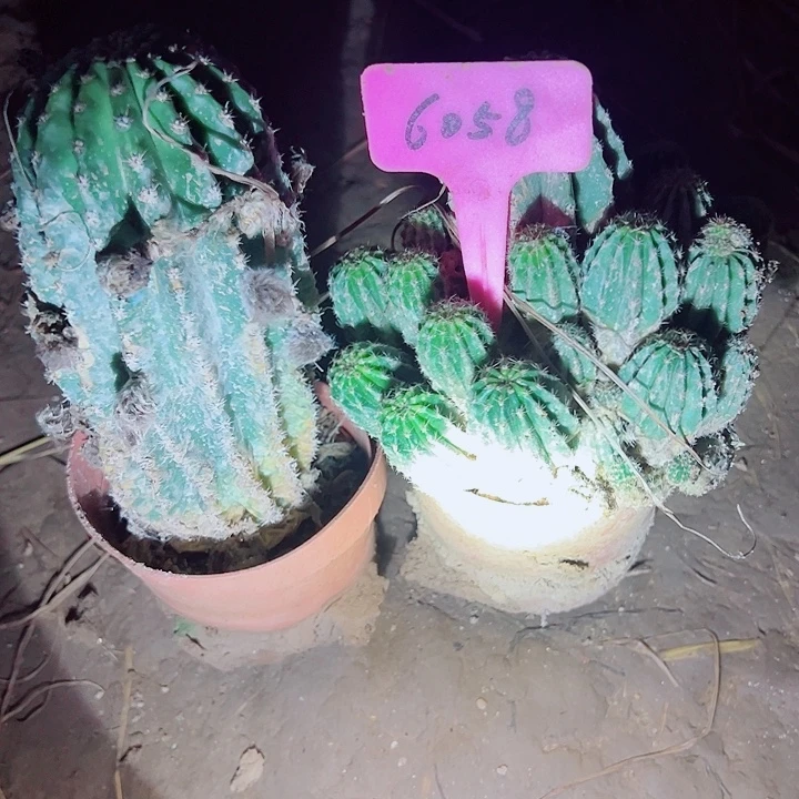 周***民金刚 6058 0000000