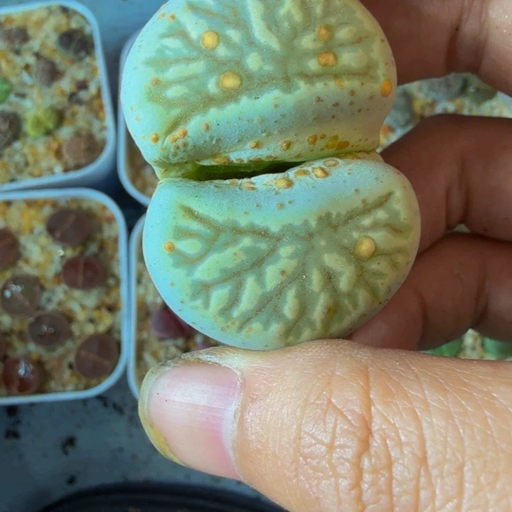 椰**芒多肉植物的生长发育和198