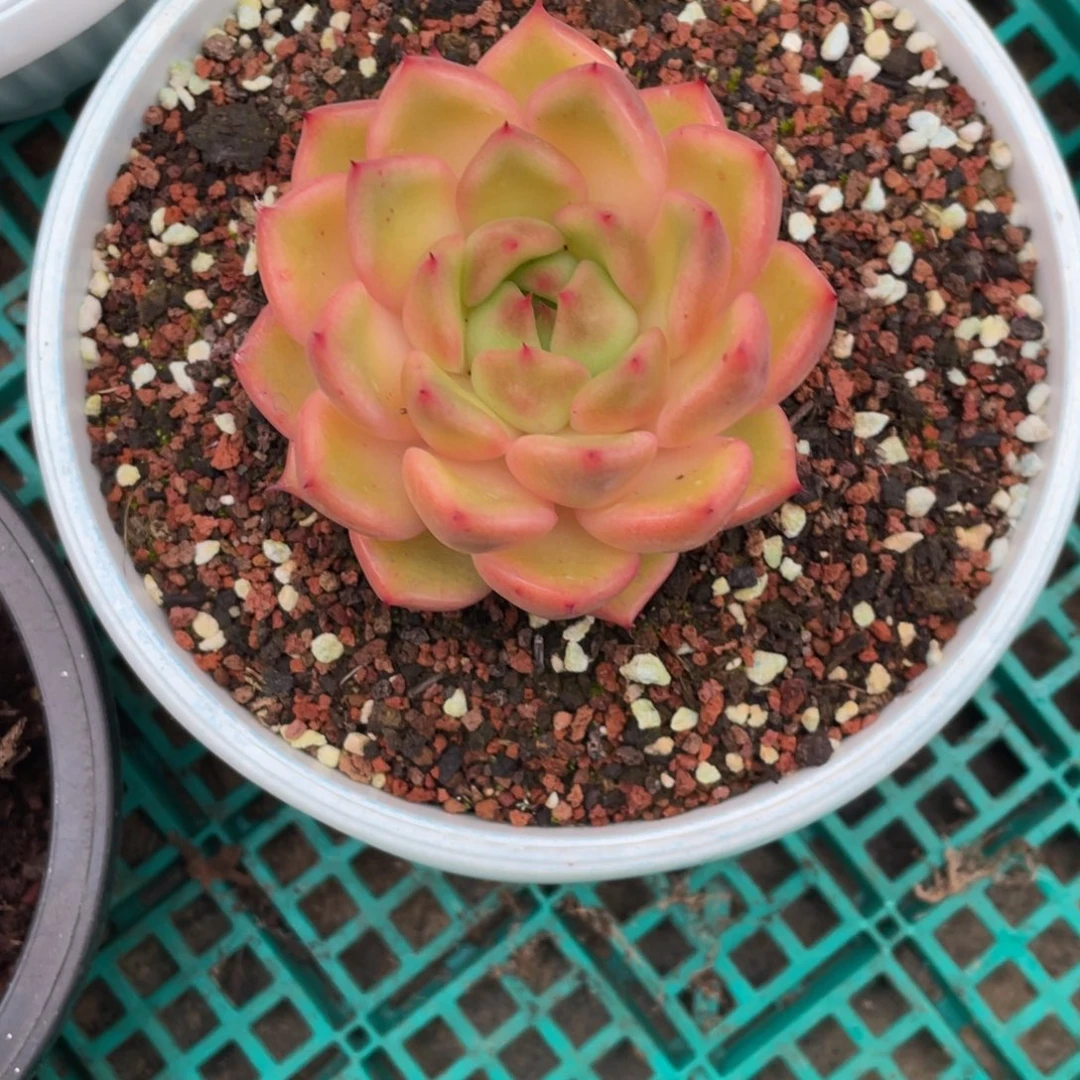 东云冠幅8 公分一物一拍