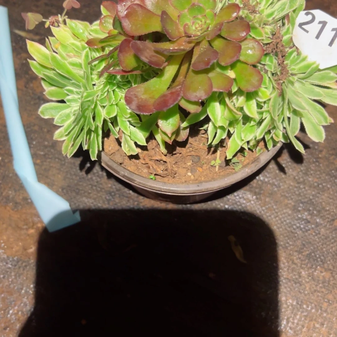 2111 号多肉植物法师新年福利