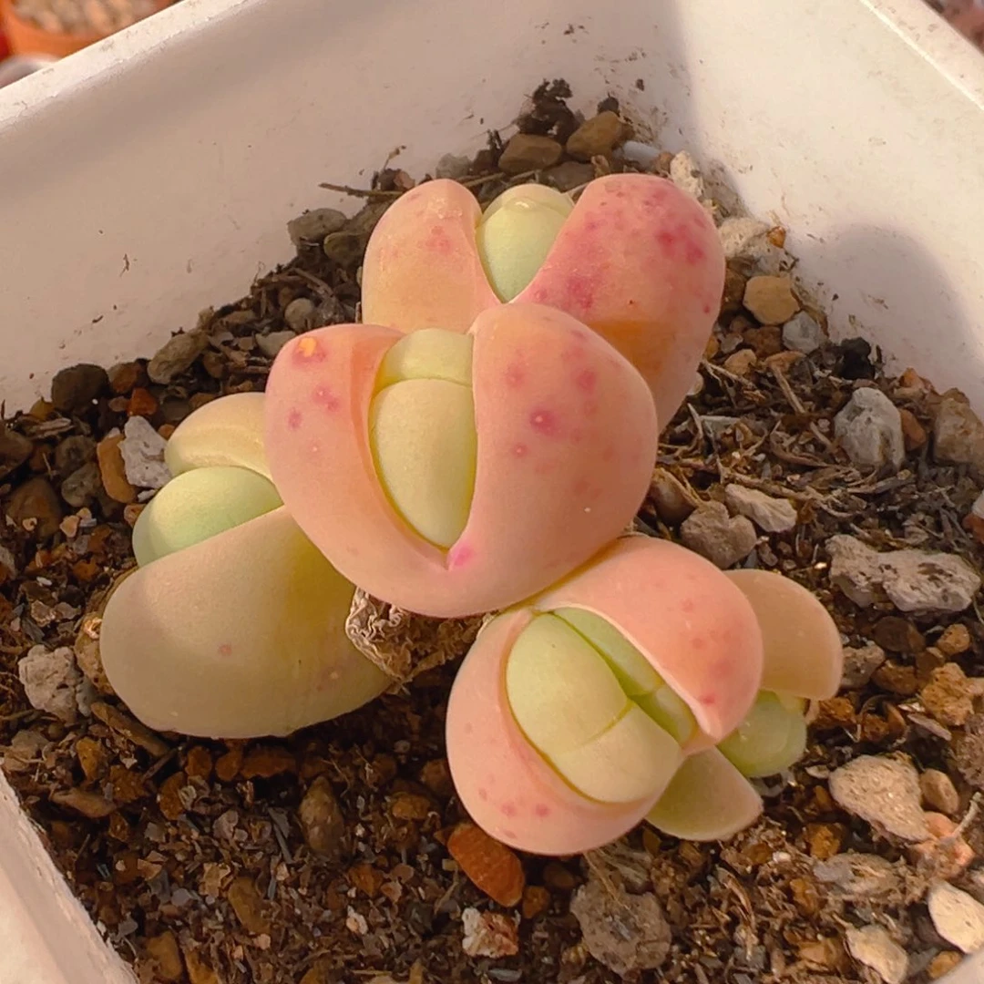 1608多肉植物百科知识