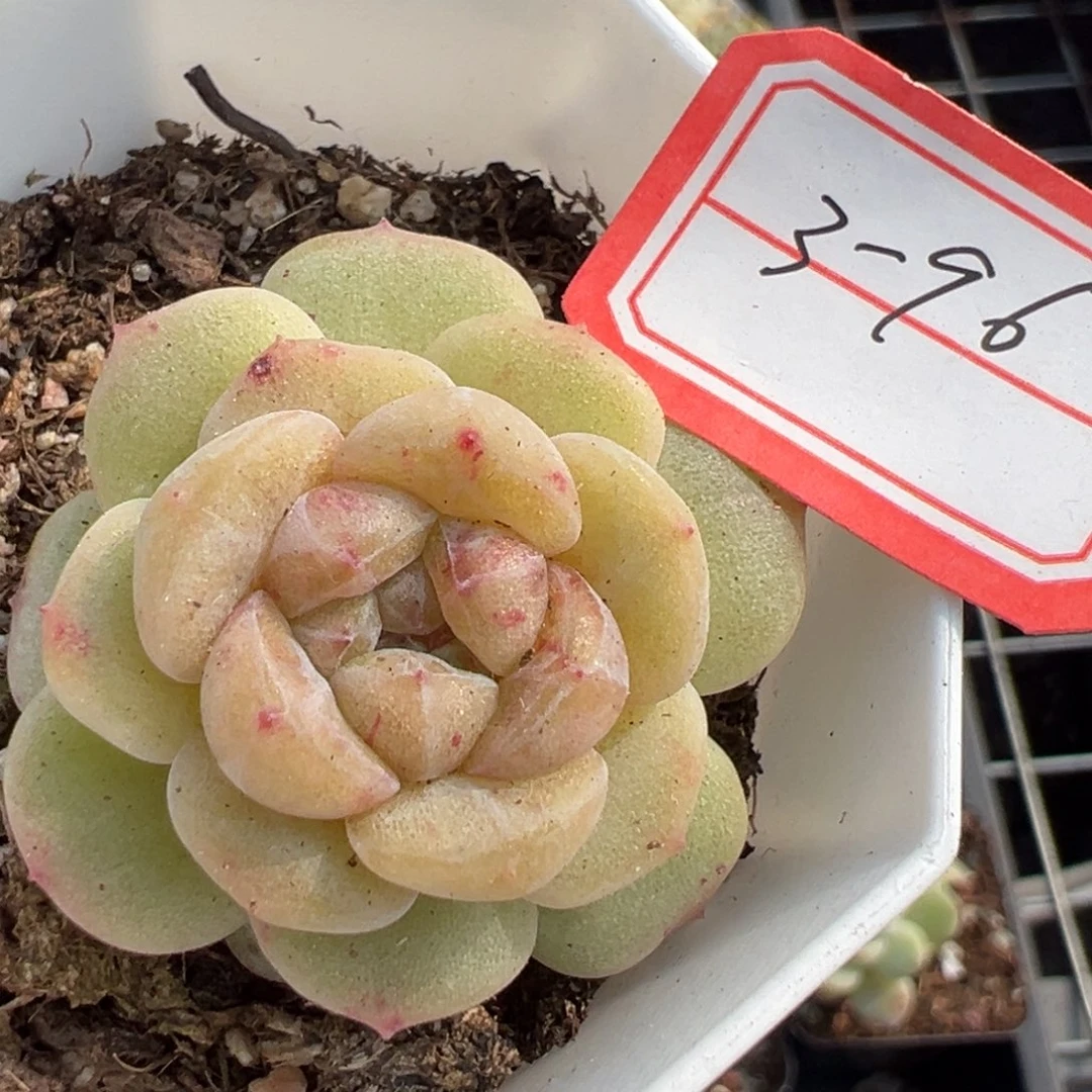 小卡拉米糖心一物一拍3-96