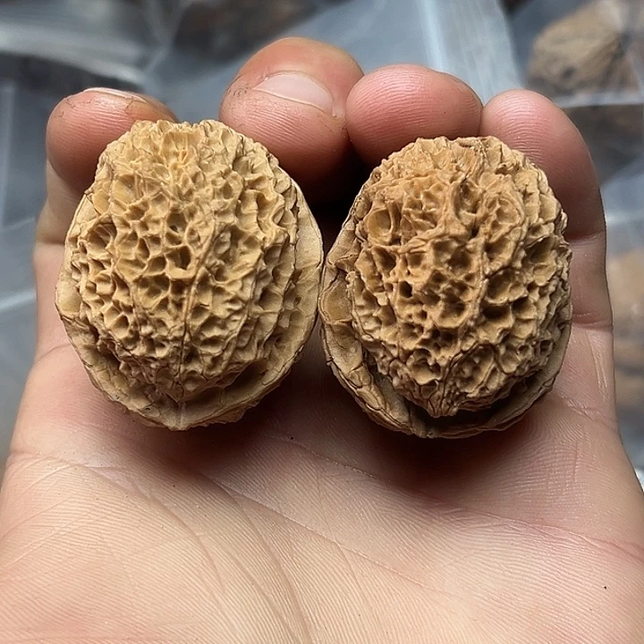 核桃2号帝龙砂39尺