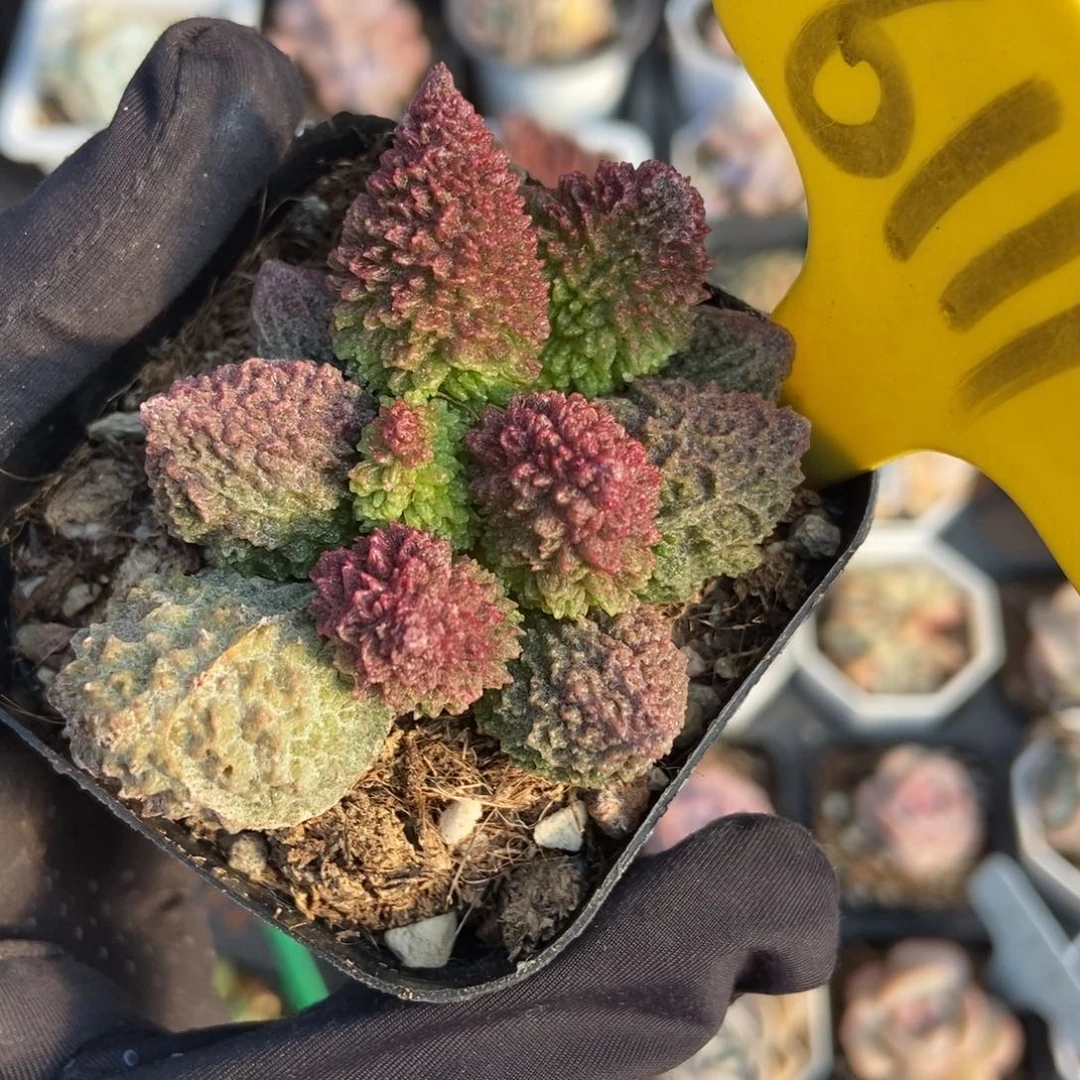 6111朱子玉水泡多肉