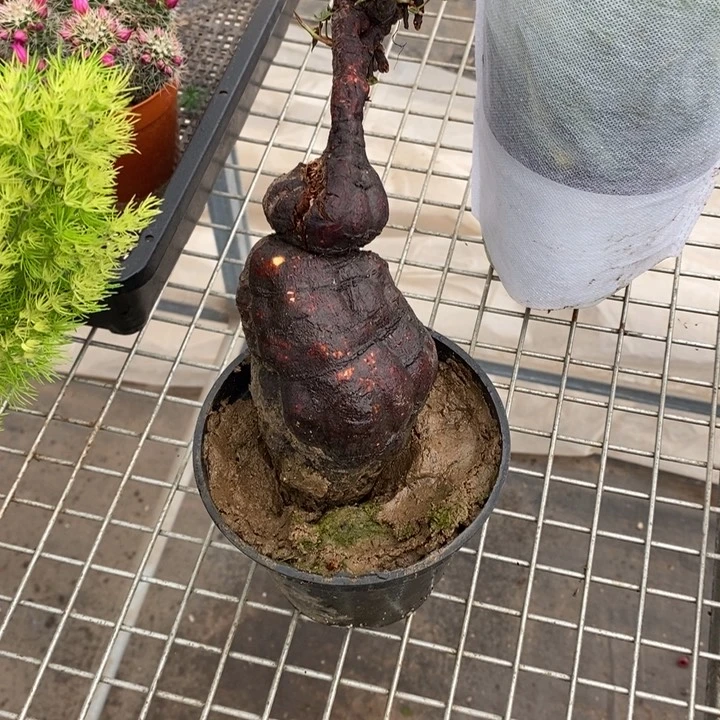 B***宝伯克利和格蕾纳等著名音乐家