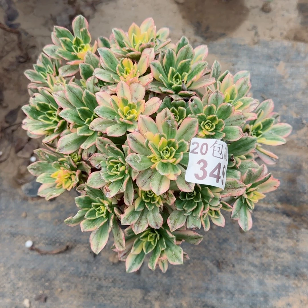 甜茶349满20包邮断枝不包