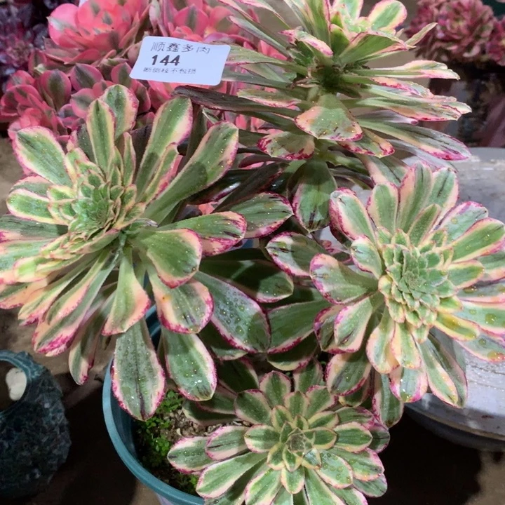 144微锦多肉植物