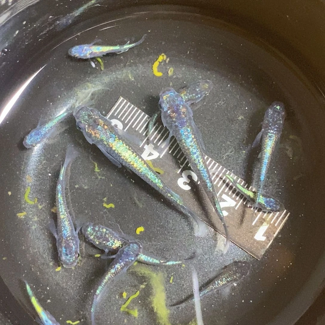 青鳉5元起拍，一单包邮！