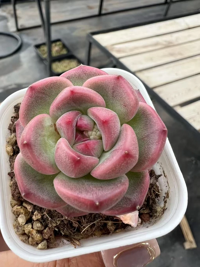 优选Q系珍妮随机一颗