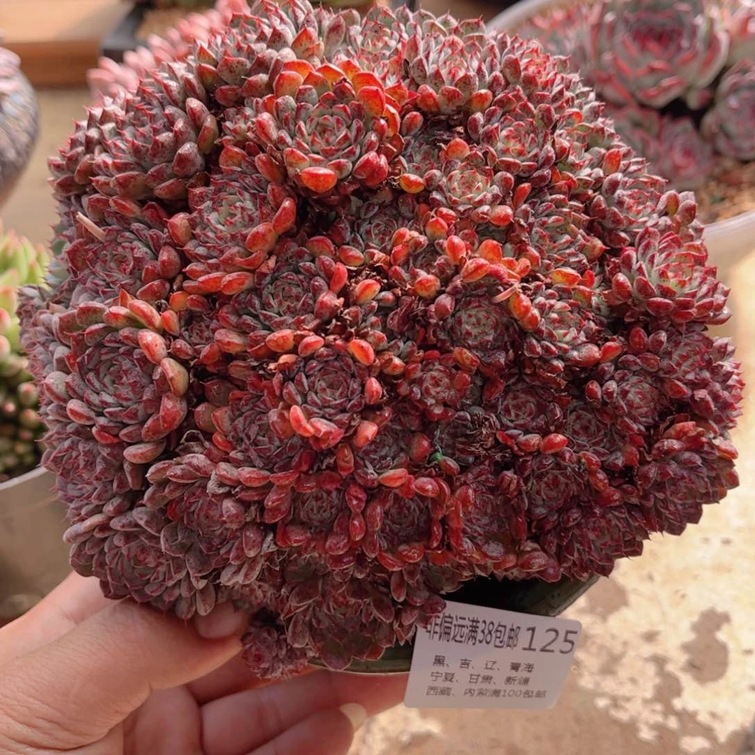 125嗯希诺德华多肉