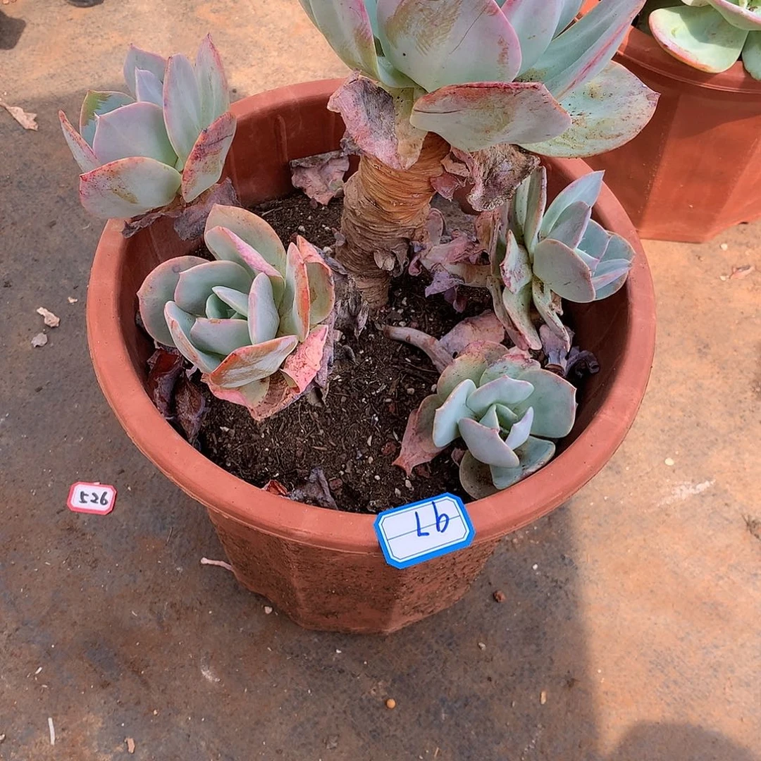 心**岸一物一拍多肉97雪凤