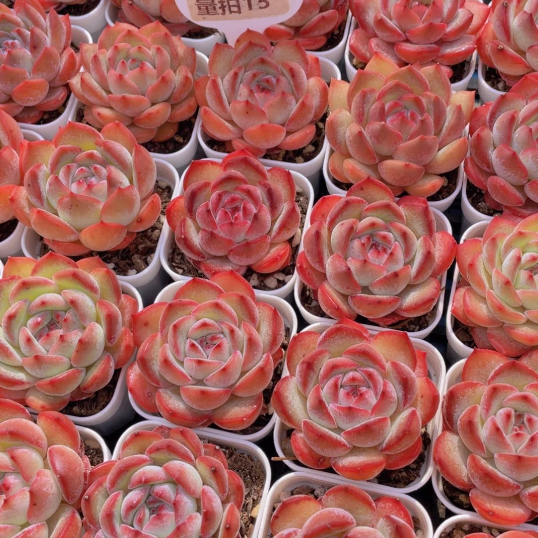 量拍15号 全状态草莓杏仁单头一个