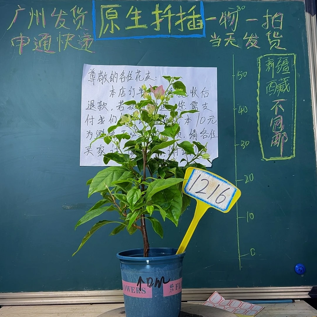 当前无花栽培后可以开花口红 有破皮 1216